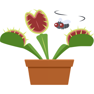 食虫植物ハエトリグサ
